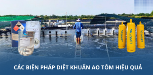 Các biện pháp diệt khuẩn ao tôm hiệu quả